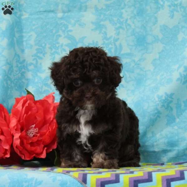 Fox, Toy Poodle Puppy